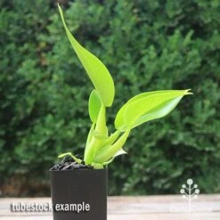 New Arrival -Bloom Field Shop apo fat boy tubestock