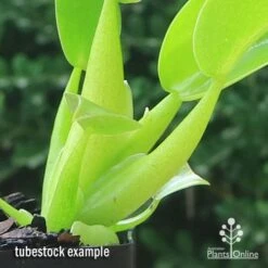 Philodendron Fat Boy 11 Philodendron Fat Boy -Bloom Field Shop apo fat boy tubestock stems