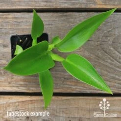 Philodendron Fat Boy 12 Philodendron Fat Boy -Bloom Field Shop apo fat boy tubestock top