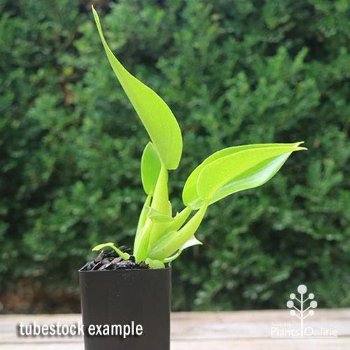 Philodendron Fat Boy 4 Philodendron Fat Boy - Image 2