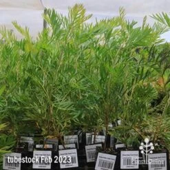 Grevillea Ned Kelly -Bloom Field Shop apo feb ned kelly