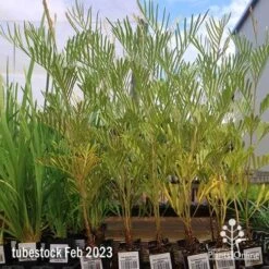 Grevillea Sandra Gordon -Bloom Field Shop apo feb sandra gordon