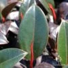 Ficus Elastica Burgundy - Rubber Plant