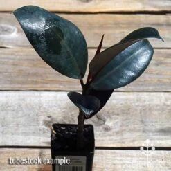 Ficus Elastica Burgundy - Rubber Plant -Bloom Field Shop apo ficus burgundy tubestock top