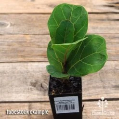Ficus Lyrata Bambino - Fiddle Leaf Fig -Bloom Field Shop apo ficus lyrata bambino tubestock top