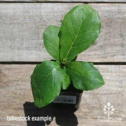 Ficus Lyrata - Fiddle Leaf Fig -Bloom Field Shop apo fiddleleaf fig tubestoc top