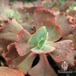 Echeveria Fire And Ice - Succulent 11 Echeveria Fire And Ice - Succulent -Bloom Field Shop apo fire and ice