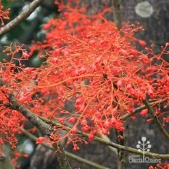 Illawarra Flame Tree - Brachychiton 19 Illawarra Flame Tree - Brachychiton -Bloom Field Shop apo flame tree flowers