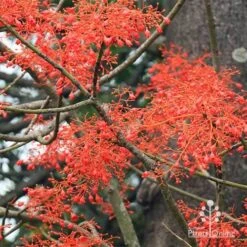 Illawarra Flame Tree - Brachychiton 23 Illawarra Flame Tree - Brachychiton -Bloom Field Shop apo flame tree flowers2