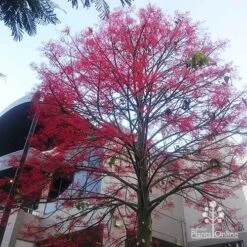 Illawarra Flame Tree - Brachychiton 24 Illawarra Flame Tree - Brachychiton -Bloom Field Shop apo flame tree rsl