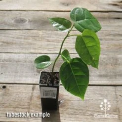 Illawarra Flame Tree - Brachychiton 16 Illawarra Flame Tree - Brachychiton -Bloom Field Shop apo flame tree tubestock top