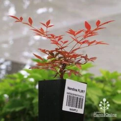 Nandina FLIRT -Bloom Field Shop apo flirt tubestock