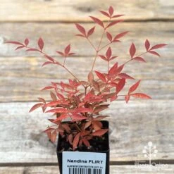 Nandina FLIRT -Bloom Field Shop apo flirt tubestock top