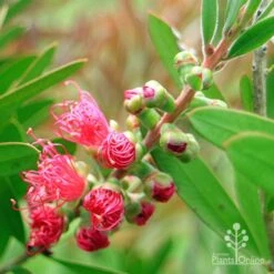 Callistemon Fluro Burst -Bloom Field Shop apo fluro burst buds