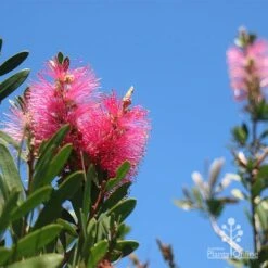 Callistemon Fluro Burst -Bloom Field Shop apo fluro burst flower blue sky