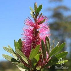 Callistemon Fluro Burst -Bloom Field Shop apo fluro burst flower sunshine