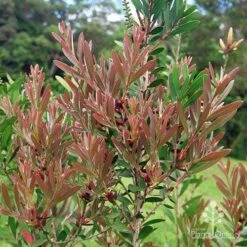 Callistemon Fluro Burst -Bloom Field Shop apo fluro burst foliage
