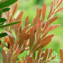 Callistemon Fluro Burst -Bloom Field Shop apo fluro burst foliage close