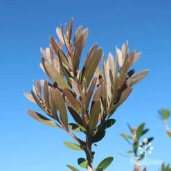 Callistemon Fluro Burst -Bloom Field Shop apo fluro burst new winter colour