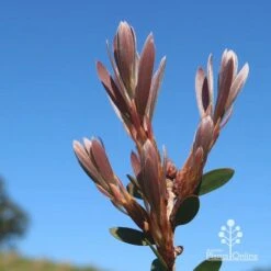 Callistemon Fluro Burst -Bloom Field Shop apo fluro burst new winter leaf