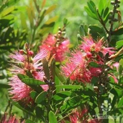 Callistemon Fluro Burst -Bloom Field Shop apo fluro burst sunlit