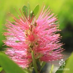 Callistemon Fluro Burst -Bloom Field Shop apo fluroburst callistemon flower