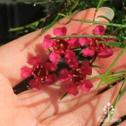 Chamelaucium Free Spirit - Waxflower -Bloom Field Shop apo free spirit deep pink