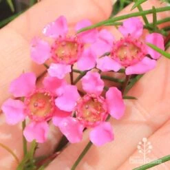 Chamelaucium Free Spirit - Waxflower -Bloom Field Shop apo free spirit flower closeup