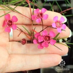 Chamelaucium Free Spirit - Waxflower -Bloom Field Shop apo free spirit flower size