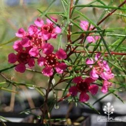 Chamelaucium Free Spirit - Waxflower -Bloom Field Shop apo free spirit magenta