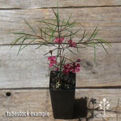 Chamelaucium Free Spirit - Waxflower -Bloom Field Shop apo free spirit waxflower tubestock