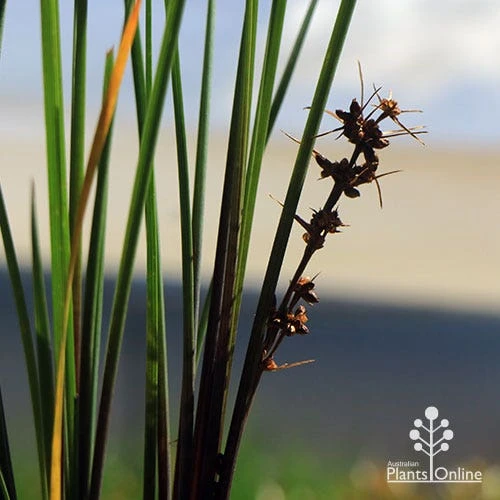 Lomandra Frosty Top 9 Lomandra Frosty Top - Image 7
