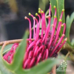Grevillea Gaudichaudii 14 Grevillea Gaudichaudii -Bloom Field Shop apo gaudichaudi grevillea closeup