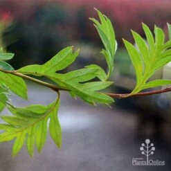Grevillea Gaudichaudii 17 Grevillea Gaudichaudii -Bloom Field Shop apo gaudichaudi grevillea foliage