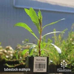 Gaura White -Bloom Field Shop apo gaura white tubestock 1