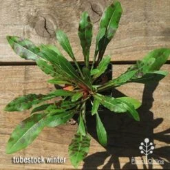 Gaura White -Bloom Field Shop apo gaura winter colour