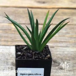 Agave Geminiflora - Succulent 11 Agave Geminiflora - Succulent -Bloom Field Shop apo geminiflora tubestock