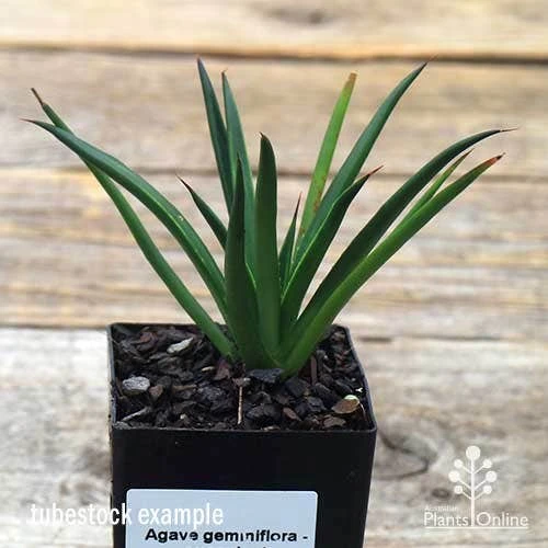 Agave Geminiflora - Succulent 6 Agave Geminiflora - Succulent - Image 4