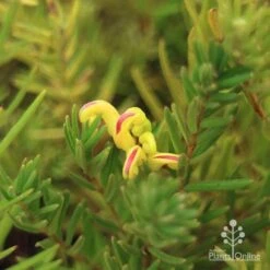 Grevillea Gold Rush -Bloom Field Shop apo gold rush flower and foliage