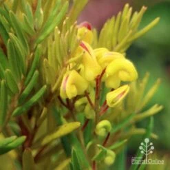 Grevillea Gold Rush -Bloom Field Shop apo gold rush grevillea flower