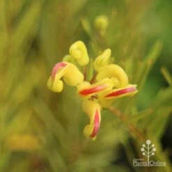 Grevillea Gold Rush -Bloom Field Shop apo gold rush grevillea flower close