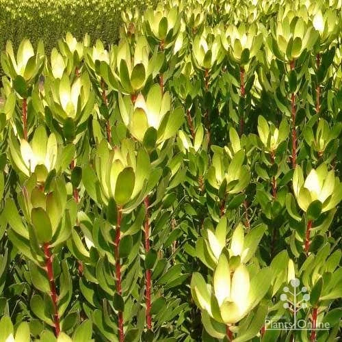 Leucadendron Gold Strike 4 Leucadendron Gold Strike - Image 2