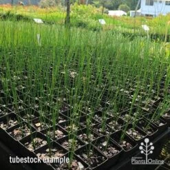Xanthorrhoea - Grass Tree 21 Xanthorrhoea - Grass Tree -Bloom Field Shop apo grass tree johnsoni