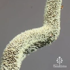 Xanthorrhoea - Grass Tree 19 Xanthorrhoea - Grass Tree -Bloom Field Shop apo grass tree july