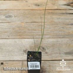 Xanthorrhoea - Grass Tree 20 Xanthorrhoea - Grass Tree -Bloom Field Shop apo grass tree tubestock top