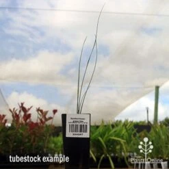 Xanthorrhoea - Grass Tree 15 Xanthorrhoea - Grass Tree -Bloom Field Shop apo grass tree tubestock 1