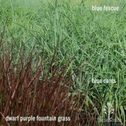 Pennisetum - Dwarf Purple Fountain Grass 15 Pennisetum - Dwarf Purple Fountain Grass -Bloom Field Shop apo grasses ptl