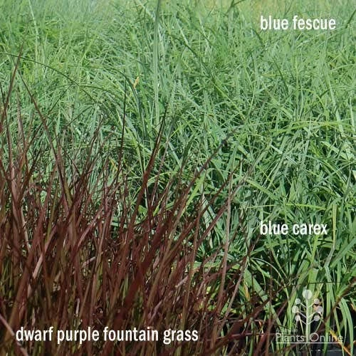 Pennisetum - Dwarf Purple Fountain Grass 9 Pennisetum - Dwarf Purple Fountain Grass - Image 7