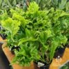 Microsorum Green Flame Fern 2 Microsorum Green Flame Fern -Bloom Field Shop apo green flame fern