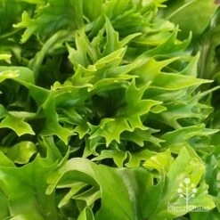 Microsorum Green Flame Fern 12 Microsorum Green Flame Fern -Bloom Field Shop apo green flame fern leaftips